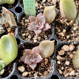 エケベリア,多肉植物,エケベリア属,多肉植物 エケベリア,ベランダ多肉の画像