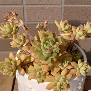 マッコス,多肉植物,多肉初心者,多肉植物の紅葉,ベランダ多肉の画像