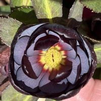 クリスマスローズ, クリスマスローズ,広瀬園芸,ちばこクリロの画像