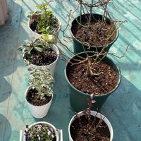 クリスマスローズ,モッコウバラ,ビオラ,プリベットシルバーの画像