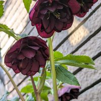 クリスマスローズ,クリスマスローズ ダブル,かわいい,かわいいな♡,美しいの画像