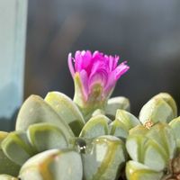 クリスマスローズ,碧魚連,小さな庭の画像