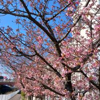 クリスマスローズ,パンジー,パンジー,河津桜,河津桜の画像