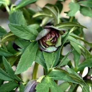 クリスマスローズ,ガーデニング,シェードガーデン,おうち園芸の画像