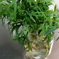 マーガレット,水挿しで増やすの画像