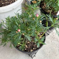 マーガレット,マーガレット　ジャイアントピンク,マックスマムとかビックマム（四皇）と,か、大きさそんなに競うのどうなのよ,マーガレットとオスティオスペルマムでお腹いっぱいなのだの画像