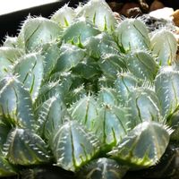 ハオルチア,多肉植物,ハオルチア属,透明な窓,青光りくんの画像