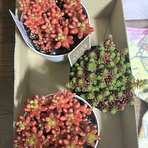 森村万年草,ガーデニング,ウッドデッキ,虹の玉♪,寄せ植え大好きの画像