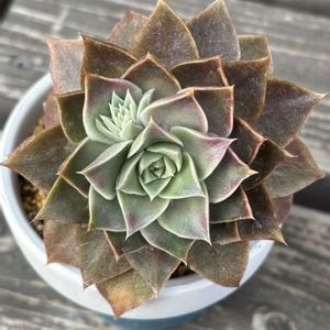 多肉植物,エケベリア属,花芽,子吹き,記録の画像