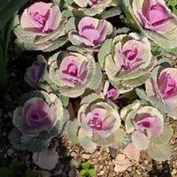 ハボタンの画像