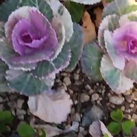 ハボタンの画像