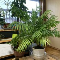 テーブルヤシ,植物のある暮らしの画像