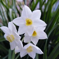 スイセン,水仙,ハーブのある暮らし,春のお花,復興祈願の画像