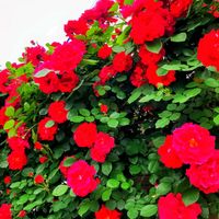 バラ,ラブ ストラック,つるバラ,薔薇♡,バラ色の人生の画像