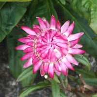 ヘリクリサム,ヘリクリサム,ヘリクリサム,貝殻草の画像