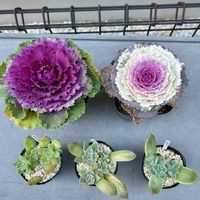 ウメ,葉牡丹,葉牡丹,多肉植物,葉挿しの画像