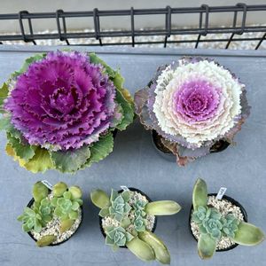 ウメ,葉牡丹,葉牡丹,多肉植物,葉挿しの画像