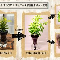 ドラセナ,水耕栽培,セリア,ダイソー,ガラス容器の画像