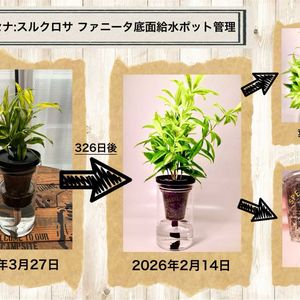 ドラセナ,水耕栽培,セリア,ダイソー,ガラス容器の画像