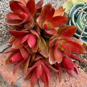 火祭り,多肉植物,クラッスラ属,多肉中毒,多肉多肉多肉の画像