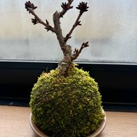 旭山桜,旭山桜,苔玉,その他部屋の画像