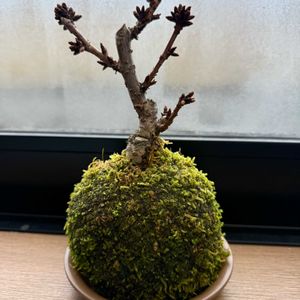 旭山桜,旭山桜,苔玉,その他部屋の画像