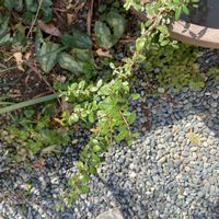 ピラカンサの画像