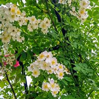 ノイバラ,ノイバラ,ブルームーン,ブルームーン,アイスバーグの画像