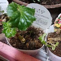 ツルニチニチソウ,スプレーマム,球根ベゴニア,新芽,癒しの画像