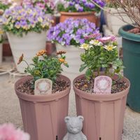 オステオスペルマム,プリンセスティアラ,オステオスペルマム　プリンセス　ティアラ,オステオスペルマム　プリンセスコロネットの画像