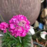 アルメリアの画像