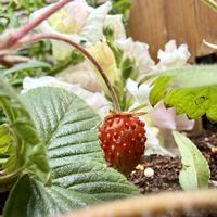 ワイルドストロベリー,ガーデニングの画像