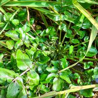 クレソン,クレソン,クレソン（オランダガラシ）,食べられる野草,薬用植物の画像