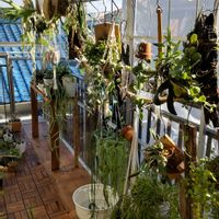 バンダ,胡蝶蘭,アガベ,チレコドン・ワリチー,奇峰錦の画像