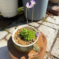 ムシトリスミレ,ガーデニングの画像