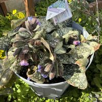 プルモナリア,ガーデニング,PW,プルモナリアピンクアブルーの画像