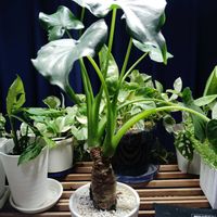 シマクワズイモ,育成ライト,観葉植物,初心者,自然光の画像