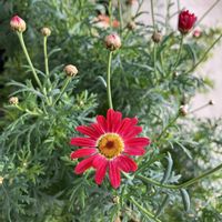 マーガレット,マーガレットストロベリーホイップ,ガーデニング,観察日記,成長記録の画像