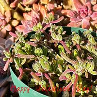 多肉植物,多肉大好き,タニラー,多肉女子,普及種バンザイの画像