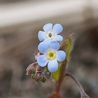 キュウリグサ,山野草の画像