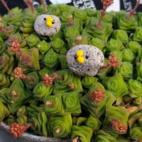 ネオンブレーカーズ,ソシアリス,バレンタインデー,GSの繋がりに感謝♡,バラと夢CLUBの画像