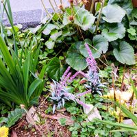 ヤブランの画像