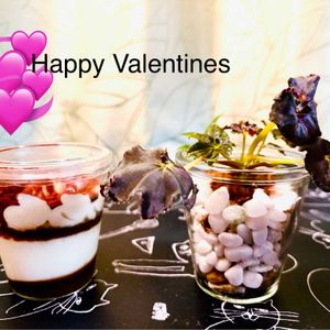 ベコニア,ベゴニア・ダークマンボ,テラリウム,可愛い,葉っぱの画像