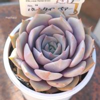 エケベリア バレンタインベアー,多肉植物,多肉大好き,多肉植物の紅葉,多肉植物のある暮らしの画像