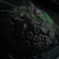 ハオルチア,多肉植物,観葉植物,塊根植物,サボテン科の画像