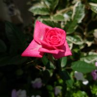 ミニバラ,ビオラ,ヤブコウジ(十両),つるバラ フォースオブジュライ,ノイバラ（野茨）の画像