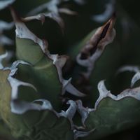 ハオルチア,多肉植物,観葉植物,塊根植物,サボテン科の画像