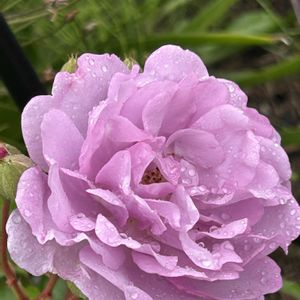 バラ,今日のお花,自己流ガーデニングの画像