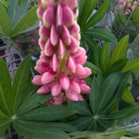 ルピナス,鉢植え,小さな幸せ♡,お出かけ先♡,友だち宅にての画像