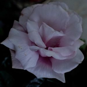 ネメシア,バコパ,バラ,ミニバラ,ビオラの画像